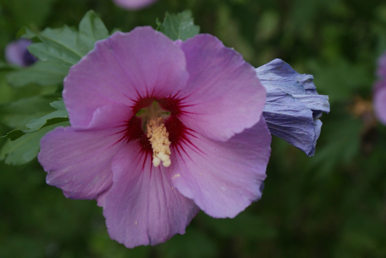 rose of syria, beautiful flowers, flower, nature, mauve, flower background, flower wallpaper, garden